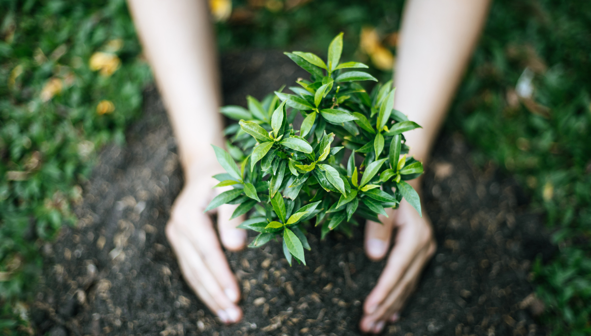 When to plant a tree