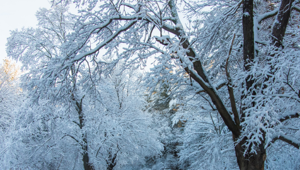 Wooded area with tall trees all covered in snow.
